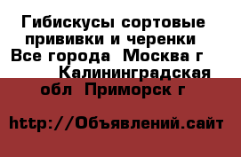 Гибискусы сортовые, прививки и черенки - Все города, Москва г.  »    . Калининградская обл.,Приморск г.